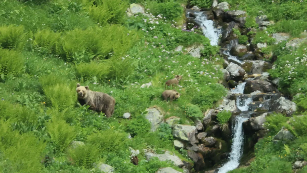 ARCHIV - 26.07.2019, Slowakei, Vysoke Tatry: Ein Bär geht mit seinem Nachwuchs durch ein Tal in der Westtatra. Nach Zusammenstößen mit Menschen werden Rufe nach gezielten Abschüssen von Bären lauter. (zu dpa: «Neuerliche Angriffe von Braunbären in der Slowakei») Foto: Erik Äevëìk/tasr/dpa +++ dpa-Bildfunk +++