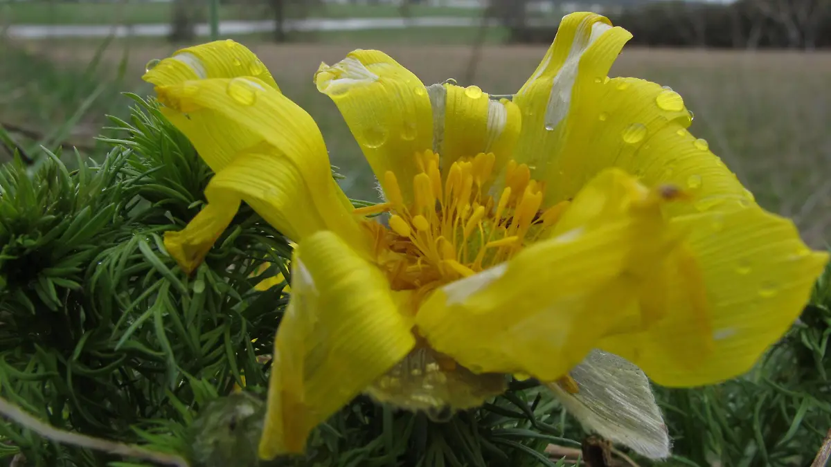Bildnummer: 53934530 Datum: 10.04.2010 Copyright: imago/Hohlfeld
Zaghaft zeigen sich die ersten Blüten der Adonisröschen (Adonis vernalis) auf den Oderhängen südlich von Lebus (Märkisch-Oderland), hier nach einem starken Regenschauer. Bis zu 10 Zentimeter Durchmesser erreichen die Blüten, die von Mitte April bis Anfang Mai blühen. Das Vorkommen dieser pflanze an den Hängen der Oder ist das größte in Deutschland. Eigentlich sind Adonisröschen in kontinentalen Steppen in Westasien und Südsibirien beheimatet. Adonisblüte bei Lebus Pflanzen kbdig xkg 2010 quer Adonisröschen Adonis vernalis Blume Blüte Oderhang Oder Fluss Lebus Märkisch-Oderland Brandenburg Natur Frühling Regen Wassertropfen Wasser Gelb Landschaft Oderbruch
Bildnummer 53934530 Date 10 04 2010 Copyright Imago Hohlfeld timid show to the first blossoms the Adonis Adonis vernalis on the Or slopes south from Lebus Maerkisch Or country here after a Strong Rain until to 10 Centimeters Diameter reach the blossoms the from centre April until Beginning May bloom the Deposits this one Plant to the hang the Or is the largest in Germany actually are Adonis in continental Steppes in Western Asia and Southern Siberia home Adonis flower at Lebus Plants Kbdig xkg 2010 horizontal Adonis Adonis vernalis Flower blossom Oderhang Or River Lebus Maerkisch Or country Brandenburg Nature Spring Rain Drops of water Water Yellow Landscape Or breakthrough