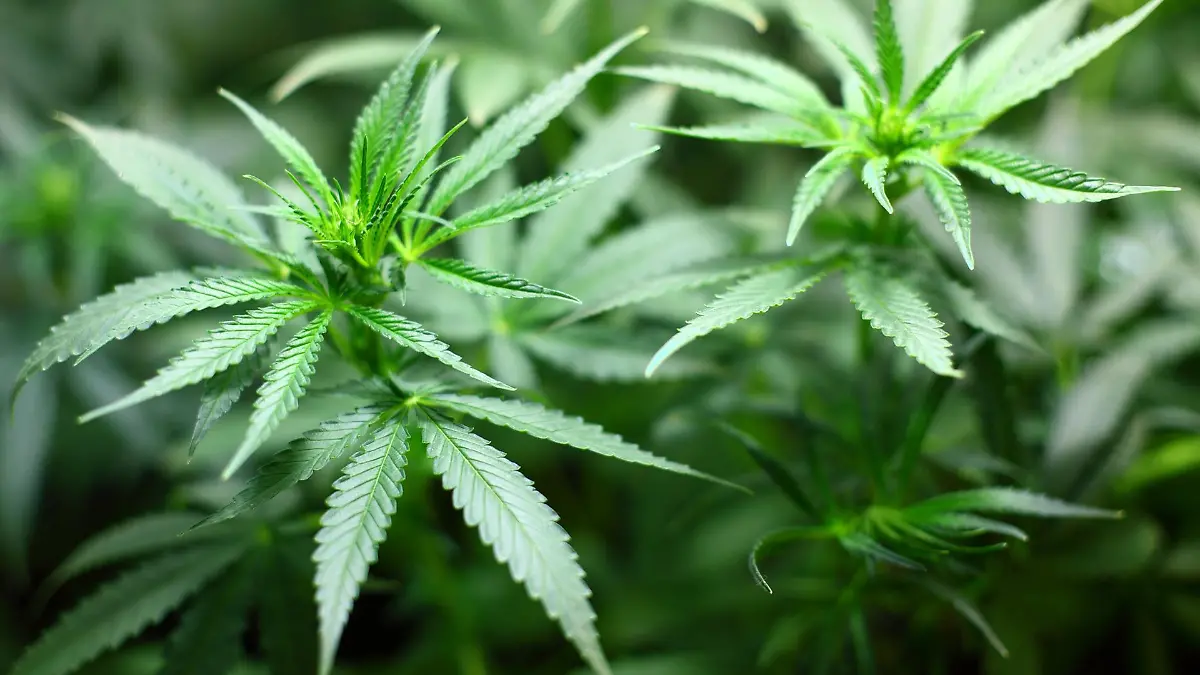 Auf einem Acker zwischen Marne und Brunsbüttel findet die Polizei etliche Cannabispflanzen. (Symbolbild)