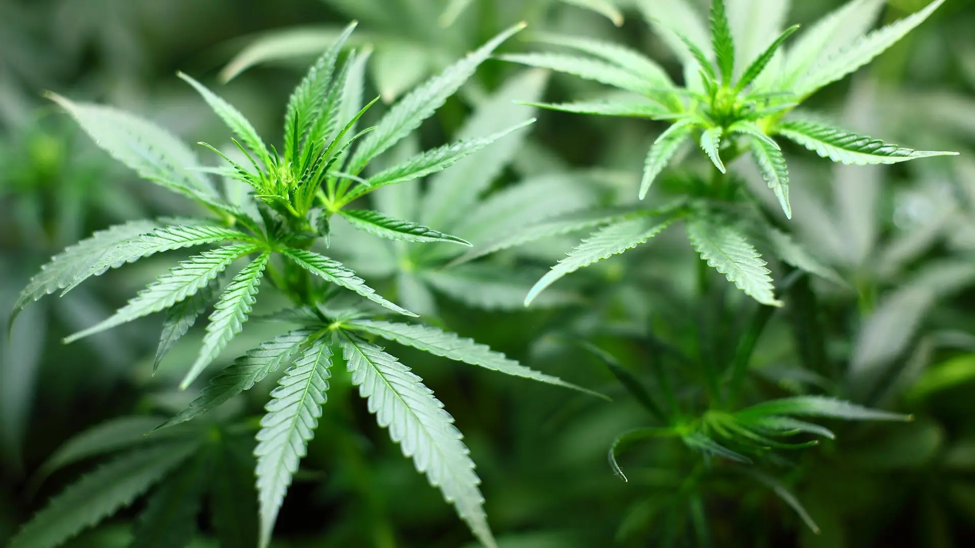 Auf einem Acker zwischen Marne und Brunsbüttel findet die Polizei etliche Cannabispflanzen. (Symbolbild)