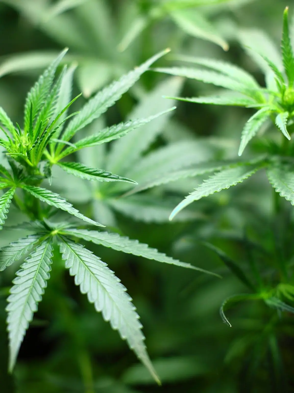 Auf einem Acker zwischen Marne und Brunsbüttel findet die Polizei etliche Cannabispflanzen. (Symbolbild)
