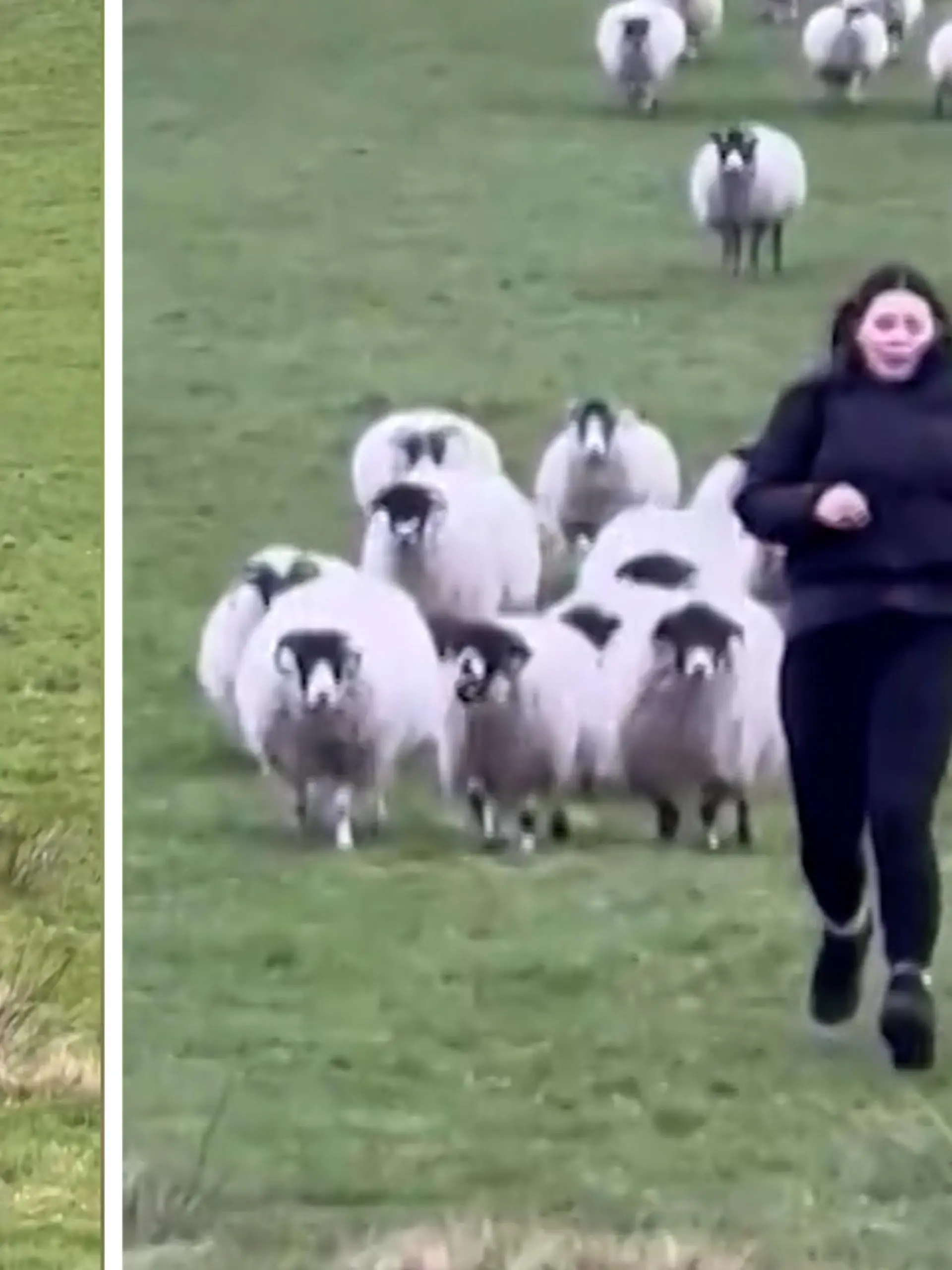 Der Osterspaziergang wird zum Horror. Zumindest für Chloe. Die wird plötzlich von fast 40 Schafen verfolgt. Erst mit ihrem Bruder naht die Rettung. 