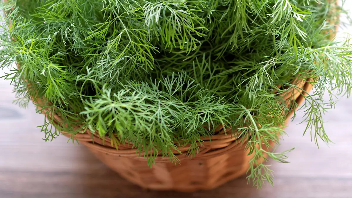 Wicker basket on wooden table full of green fresh ripe dill herbs.