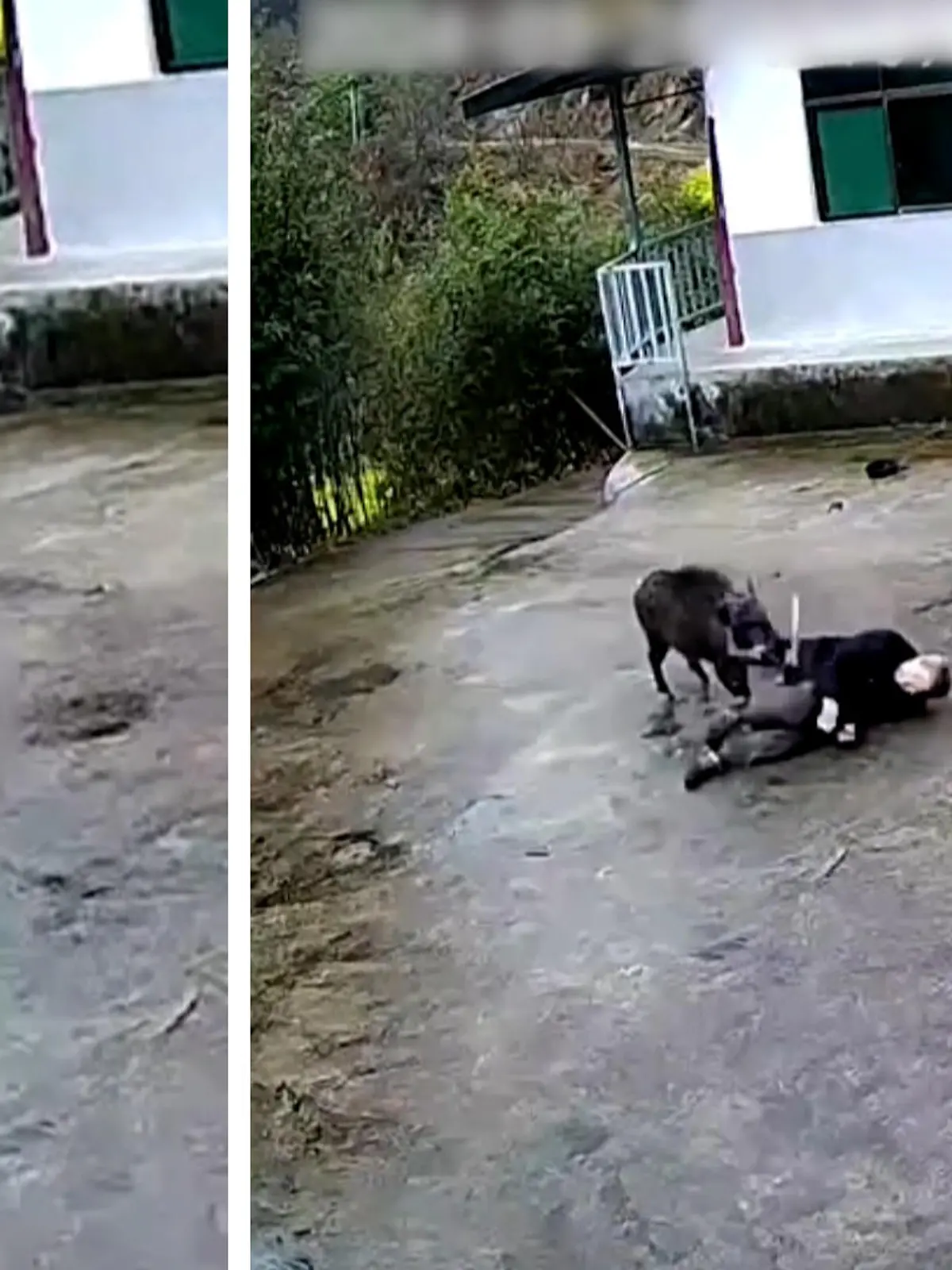 Eine Wildschweinattacke endet mit zwei Verletzten!
In einer Stadt in China werden ein Mann und seine Nichte von einem Eber angegriffen. Die grauenhaften Szenen werden von einer Überwachungskamera festgehalten. Wie sie am Ende das Schwein zur Flucht bewegen, zeigen wir im Video. 