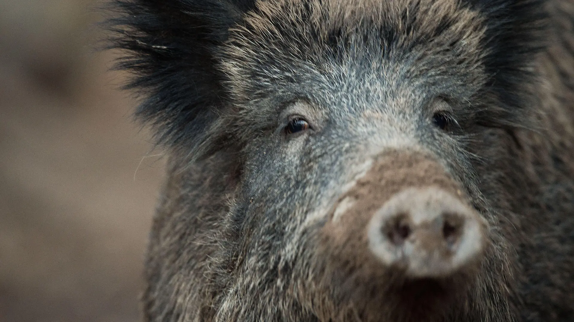 ARCHIV - 07.11.2016, Baden-Württemberg, Stuttgart: Ein Wildschwein schaut aus einem Wildschweingehege zum Fotografen. . (zu dpa: «Panisches Wildschwein rennt in Restaurant umher und verletzt Gast») Foto: Lino Mirgeler/dpa +++ dpa-Bildfunk +++