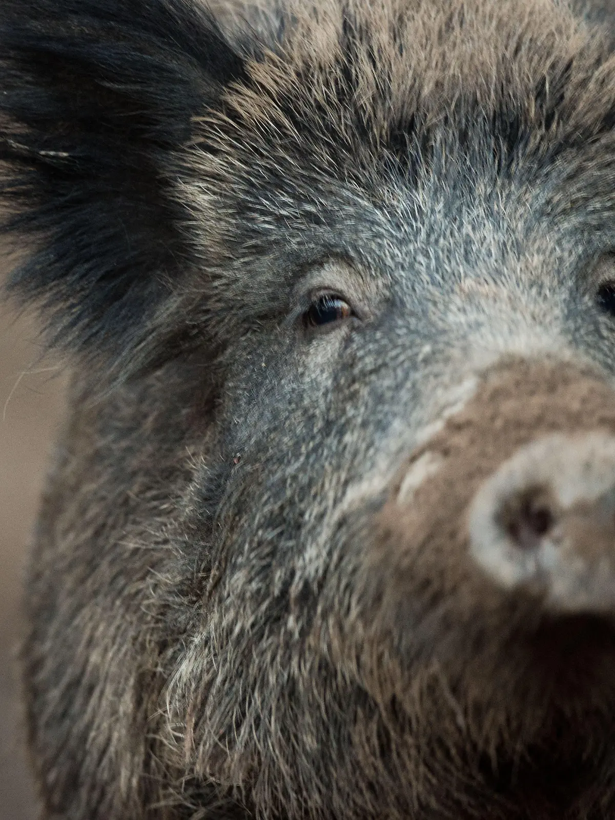 ARCHIV - 07.11.2016, Baden-Württemberg, Stuttgart: Ein Wildschwein schaut aus einem Wildschweingehege zum Fotografen. . (zu dpa: «Panisches Wildschwein rennt in Restaurant umher und verletzt Gast») Foto: Lino Mirgeler/dpa +++ dpa-Bildfunk +++