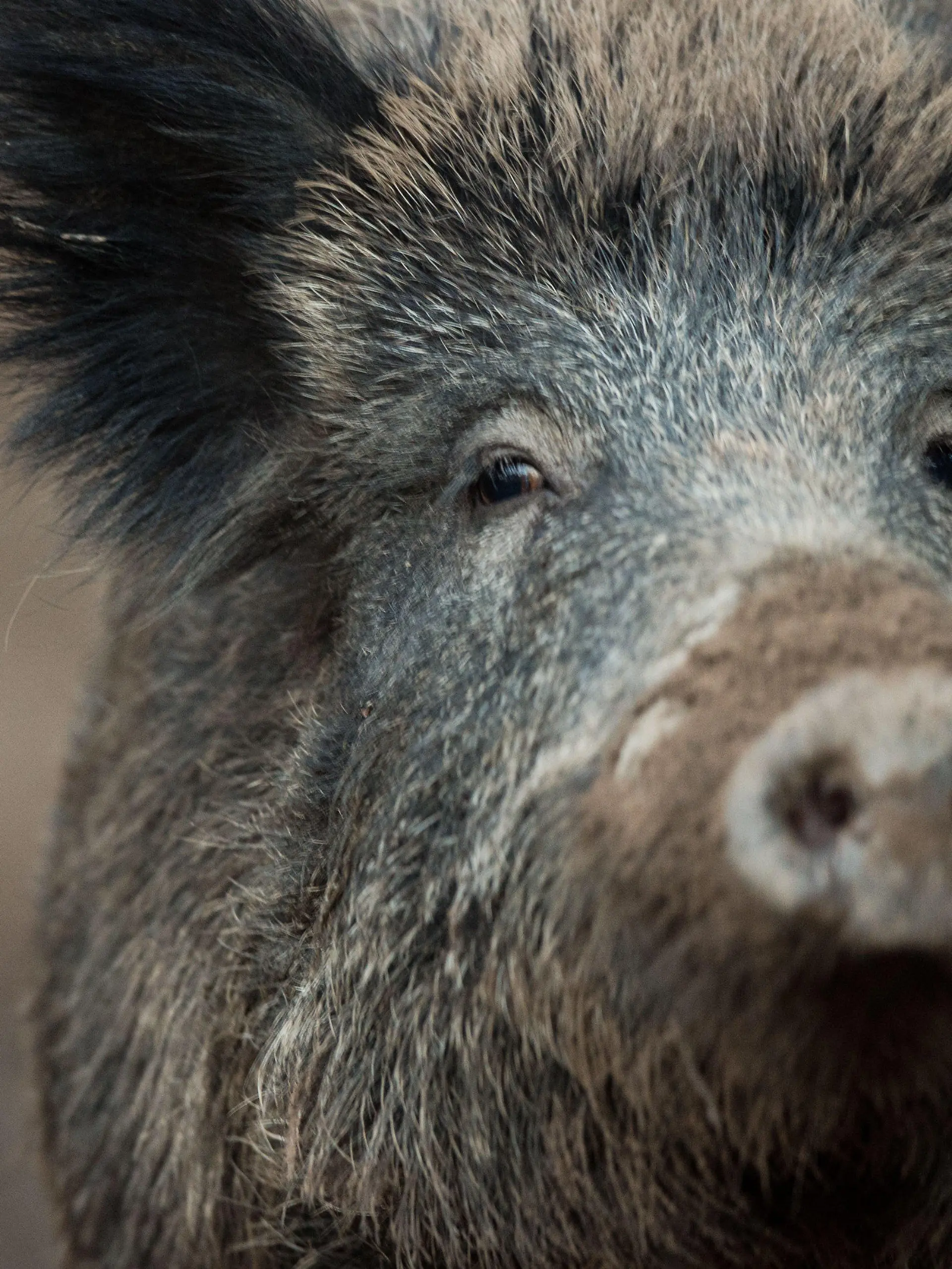 ARCHIV - 07.11.2016, Baden-Württemberg, Stuttgart: Ein Wildschwein schaut aus einem Wildschweingehege zum Fotografen. . (zu dpa: «Panisches Wildschwein rennt in Restaurant umher und verletzt Gast») Foto: Lino Mirgeler/dpa +++ dpa-Bildfunk +++