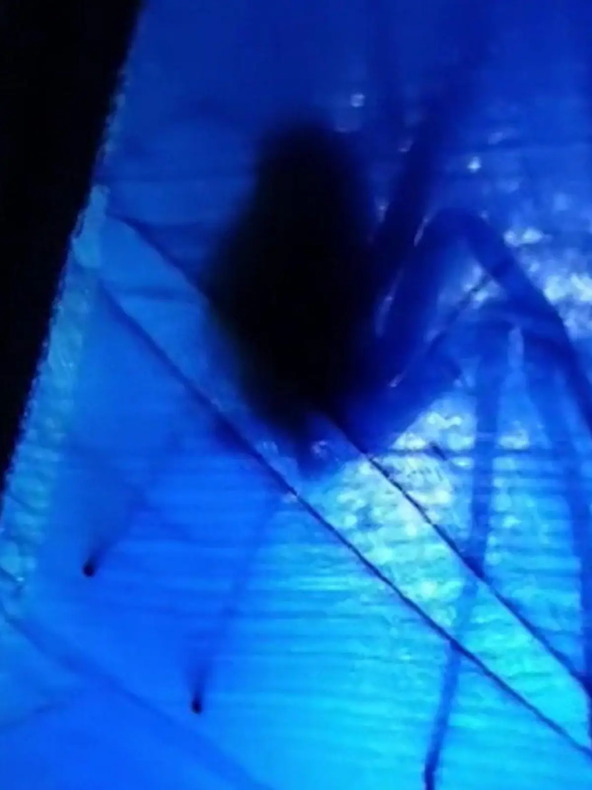 Gerade nochmal gegähnt und dann durchfährt einen brasilianischen Camper ein eiskalter Schauer! Dieses riesige Vieh sitzt auf der Außenseite seines Zelts. Wie er die Situation gelöst hat, erfahrt ihr im Video.