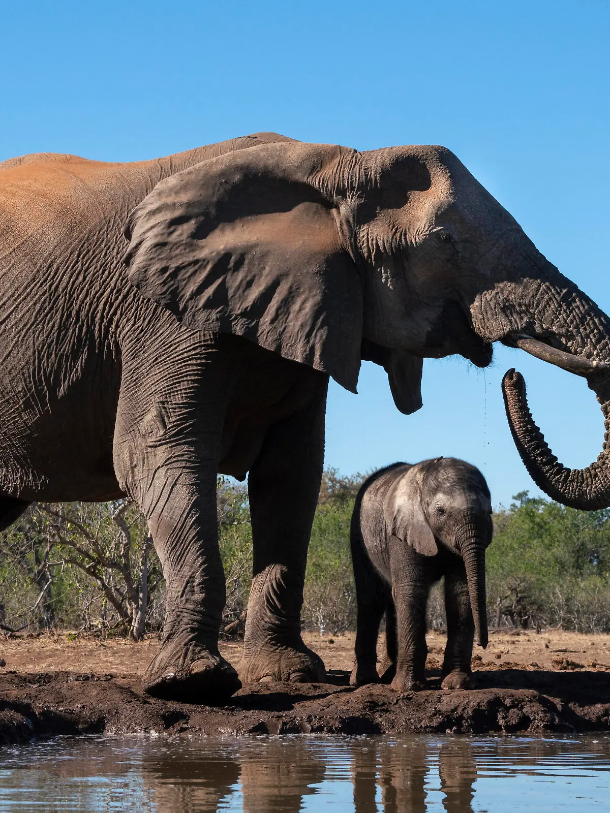 African elephants Loxodonta africana drinking at waterhole, Mashatu Game Reserve, Botswana, Africa Copyright: SergioxPitamitz 741-6477