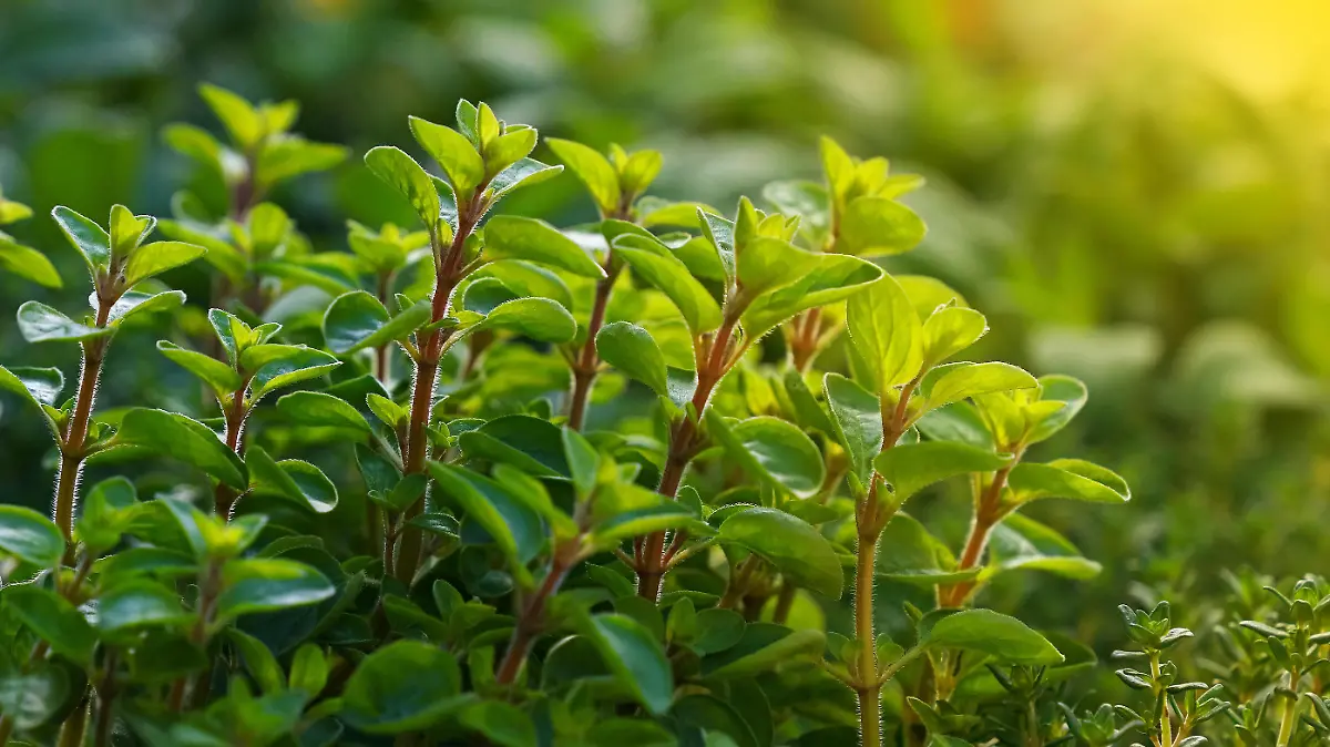Close up green fresh sweet marjoram (Origanum majorana) spicy herb sprouts growing, low angle view