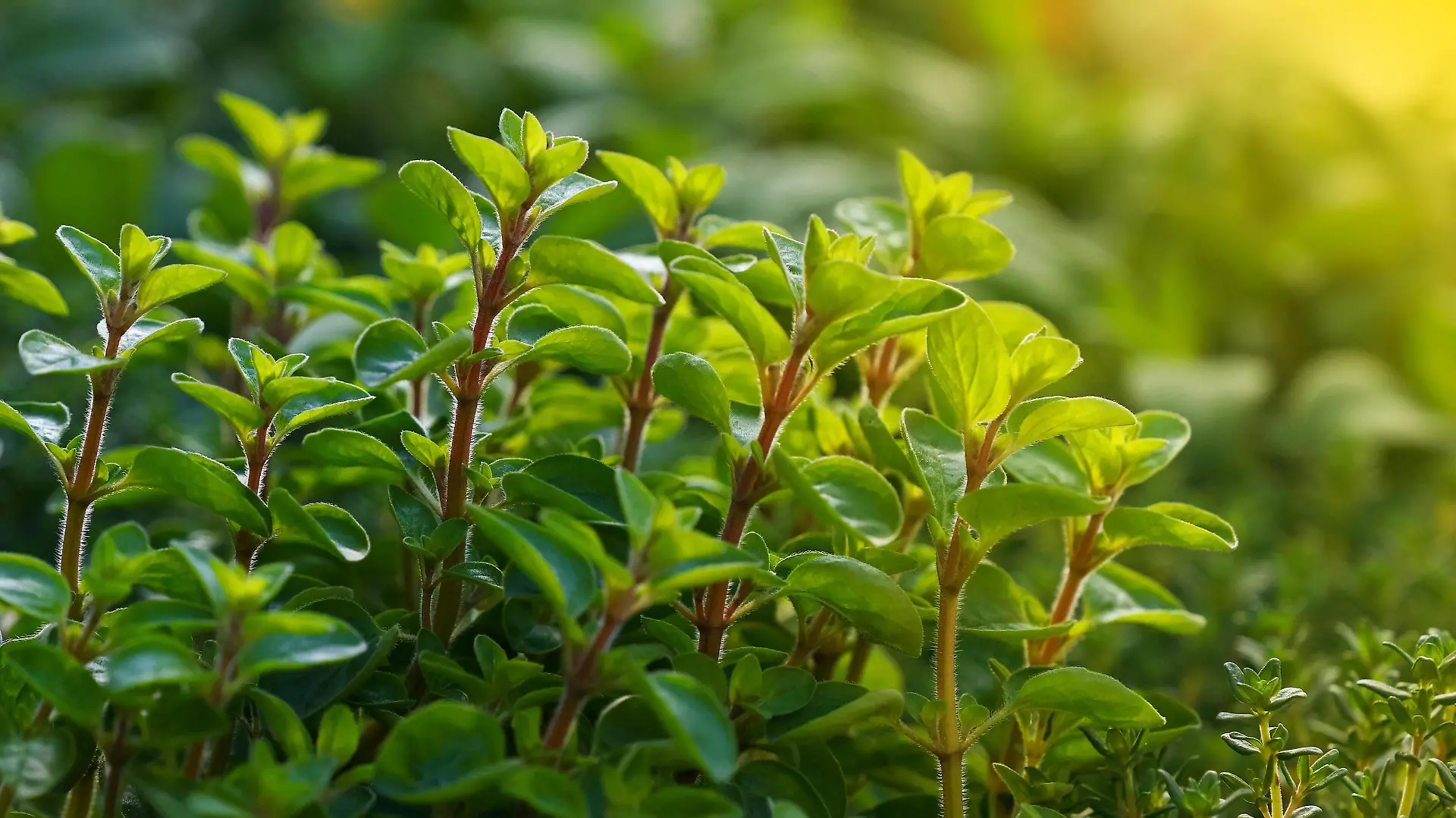 Close up green fresh sweet marjoram (Origanum majorana) spicy herb sprouts growing, low angle view