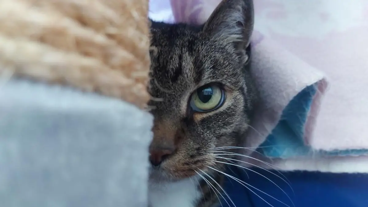 Katze Maggy