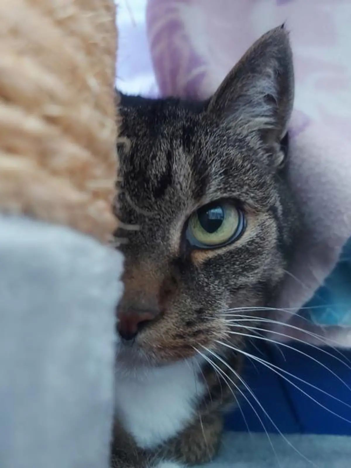 Katze Maggy