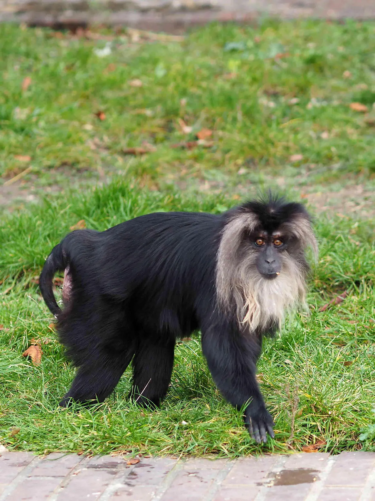 HANDOUT - 02.04.2024, Sachsen, Leipzig: Bartaffenweibchen Ruma geht durch die Außenanlage ihres Geheges im Leipziger Zoo (undatiert). Unbekannte Täter sind gewaltsam in das Gehege eingebrochen und haben das 15 Jahre alte Bartaffenweibchen Ruma gestohlen. Das wurde am Ostersonntag, 31.03.2024 beim morgendlichen Check der Tieranlagen festgestellt. Neben «eindeutigen Spuren eines gewaltsamen Einbruchs» sei auch zu sehen gewesen, dass es eine Fangaktion gegeben habe. Die Kriminalpolizei sicherte Spuren und schrieb das Bartaffenweibchen zur Fahndung aus. Foto: -/Zoo Leipzig/dpa - ACHTUNG: Nur zur redaktionellen Verwendung im Zusammenhang mit einer Berichterstattung über den Diebstahl des Bartaffens und nur mit vollständiger Nennung des Credts +++ dpa-Bildfunk +++