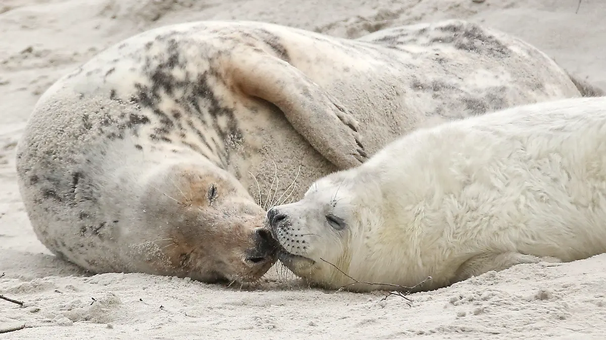 ARCHIV - 16.12.2014, Schleswig-Holstein, Helgoland: Eine junge Kegelrobbe und das Muttertier liegen am Strand der Düne vor der Hochseeinsel Helgoland. (zu dpa: «Mehr als 350 junge Kegelrobben in Niedersachsens Wattenmeer geboren») Foto: Bodo Marks/dpa +++ dpa-Bildfunk +++