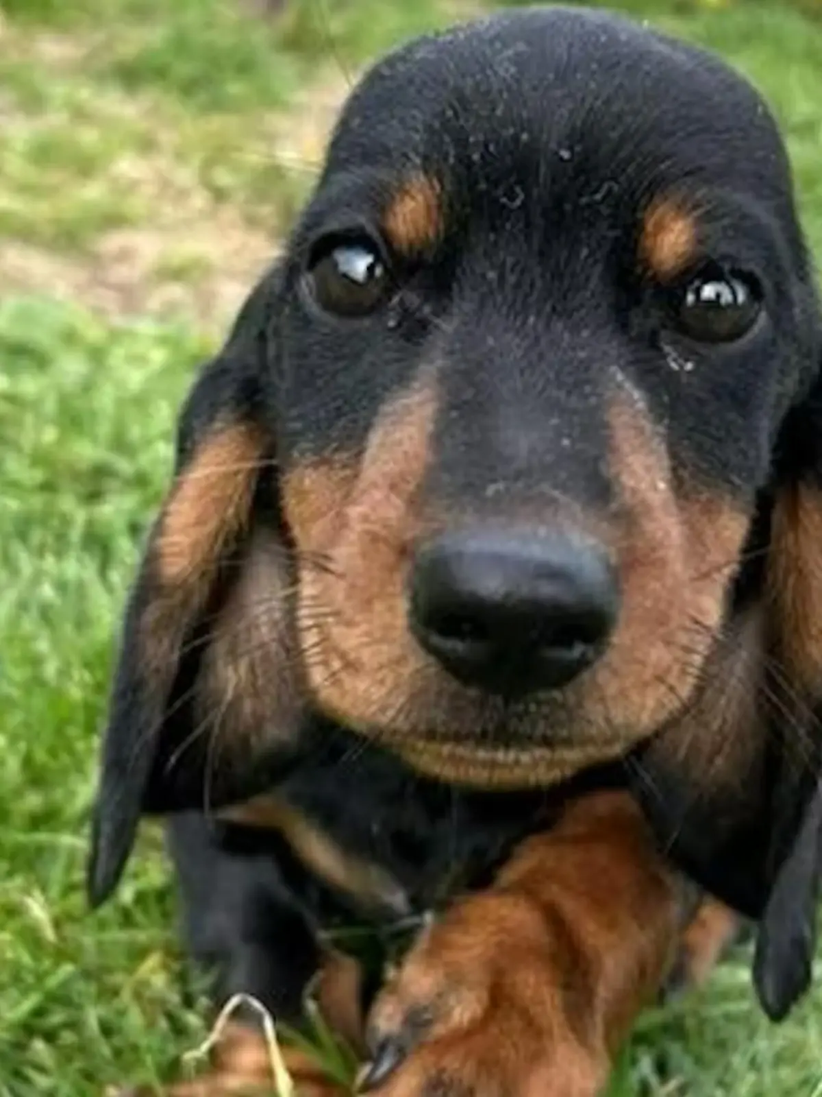 Ein Dackel.