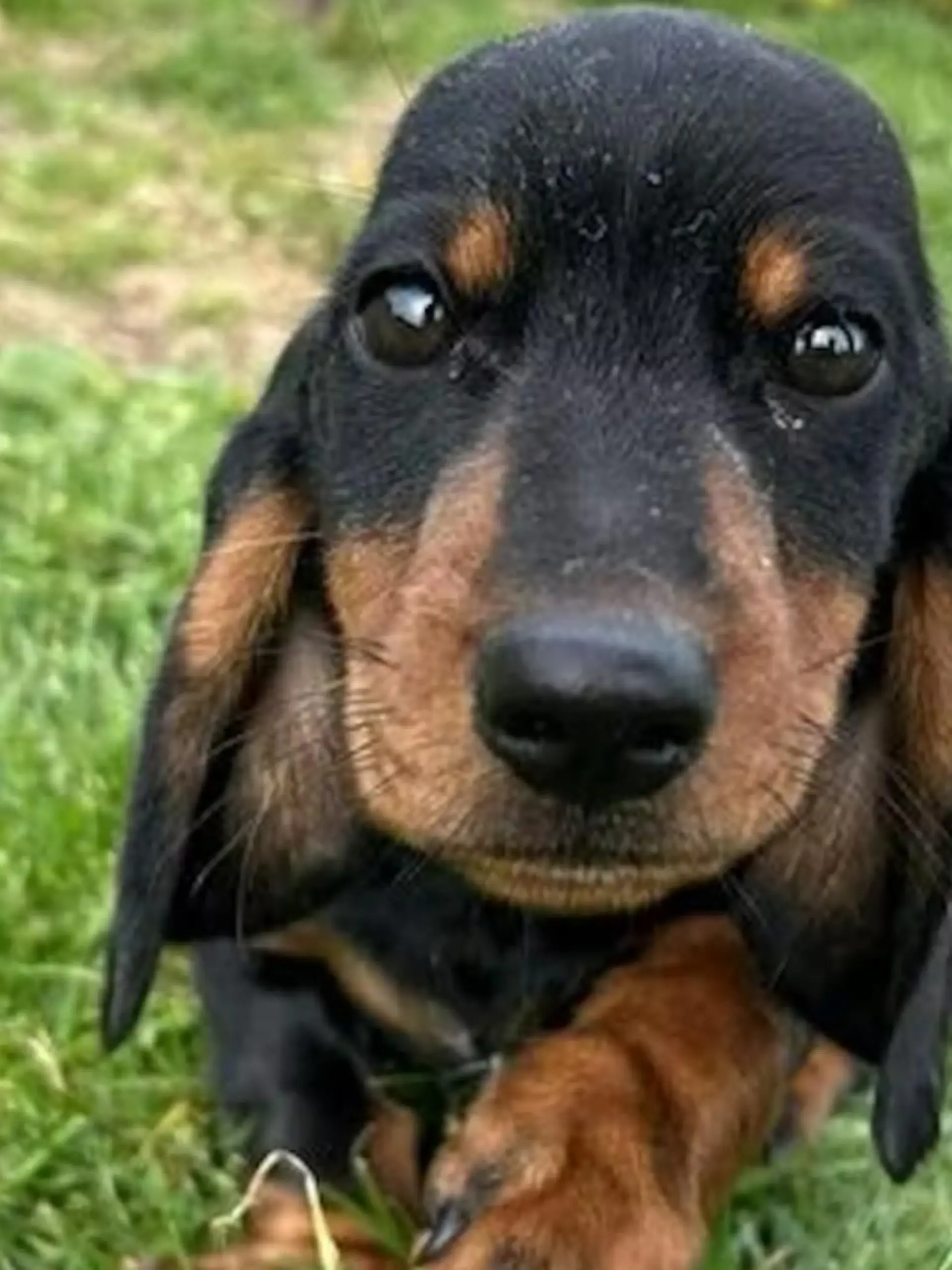 Ein Dackel.