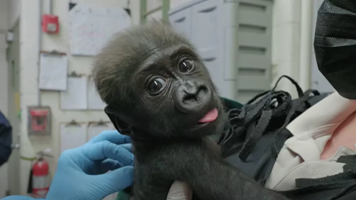 Gorilla-Baby kam per Kaiserschnitt auf die Welt.