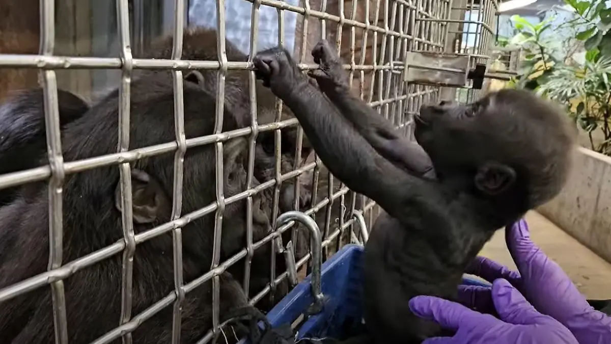 Gorilla-Baby Jameela hatte keinen einfachen Start ins Leben.