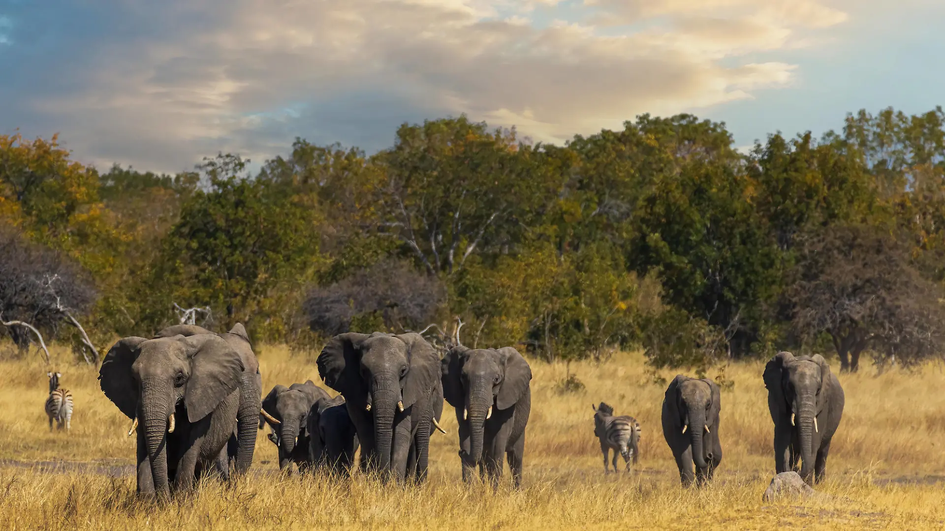 A small group of elephants gather at a waterhole on a summer s day Elephants gather at a waterhole on a summer s day under cloudy sky Hwange Zimbabwe *** Eine kleine Gruppe von Elefanten versammelt sich an einem Sommertag an einer Wasserstelle Elefanten versammeln sich an einem Sommertag unter bewölktem Himmel an einer Wasserstelle in Hwange, Simbabwe Copyright: xx