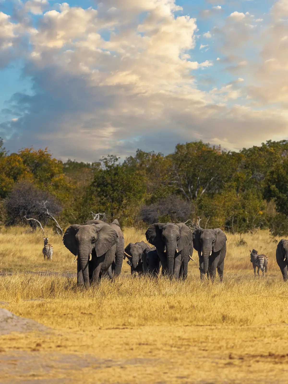 A small group of elephants gather at a waterhole on a summer s day Elephants gather at a waterhole on a summer s day under cloudy sky Hwange Zimbabwe *** Eine kleine Gruppe von Elefanten versammelt sich an einem Sommertag an einer Wasserstelle Elefanten versammeln sich an einem Sommertag unter bewölktem Himmel an einer Wasserstelle in Hwange, Simbabwe Copyright: xx