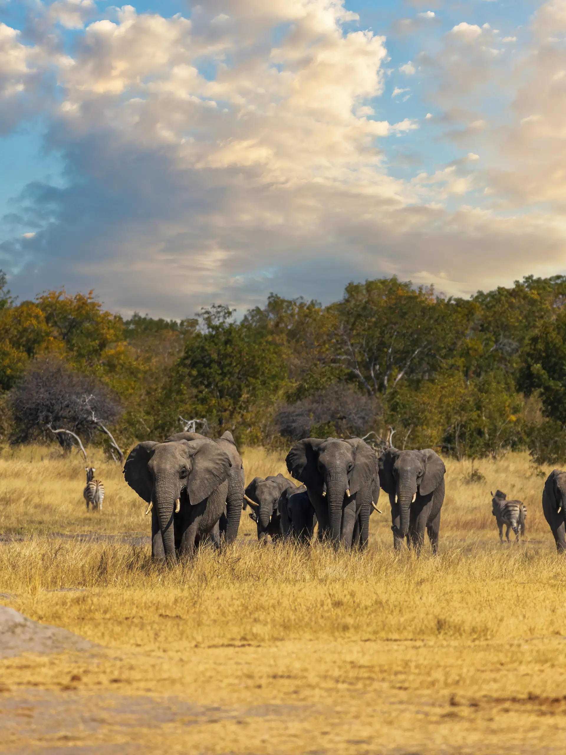 A small group of elephants gather at a waterhole on a summer s day Elephants gather at a waterhole on a summer s day under cloudy sky Hwange Zimbabwe *** Eine kleine Gruppe von Elefanten versammelt sich an einem Sommertag an einer Wasserstelle Elefanten versammeln sich an einem Sommertag unter bewölktem Himmel an einer Wasserstelle in Hwange, Simbabwe Copyright: xx