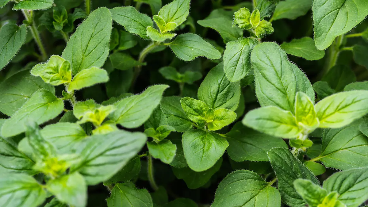 close-up view of fresh green leaves of oregano plant, mediterranean herbs full-frame background