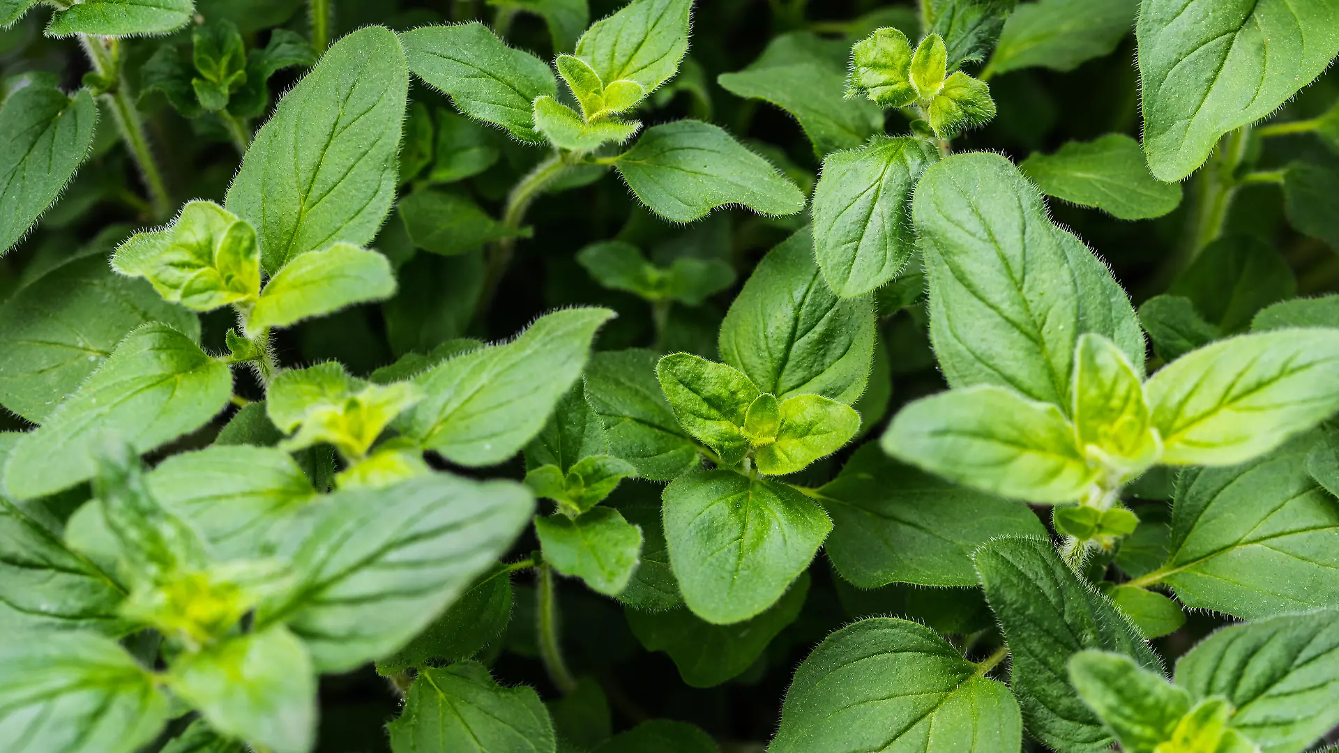 close-up view of fresh green leaves of oregano plant, mediterranean herbs full-frame background