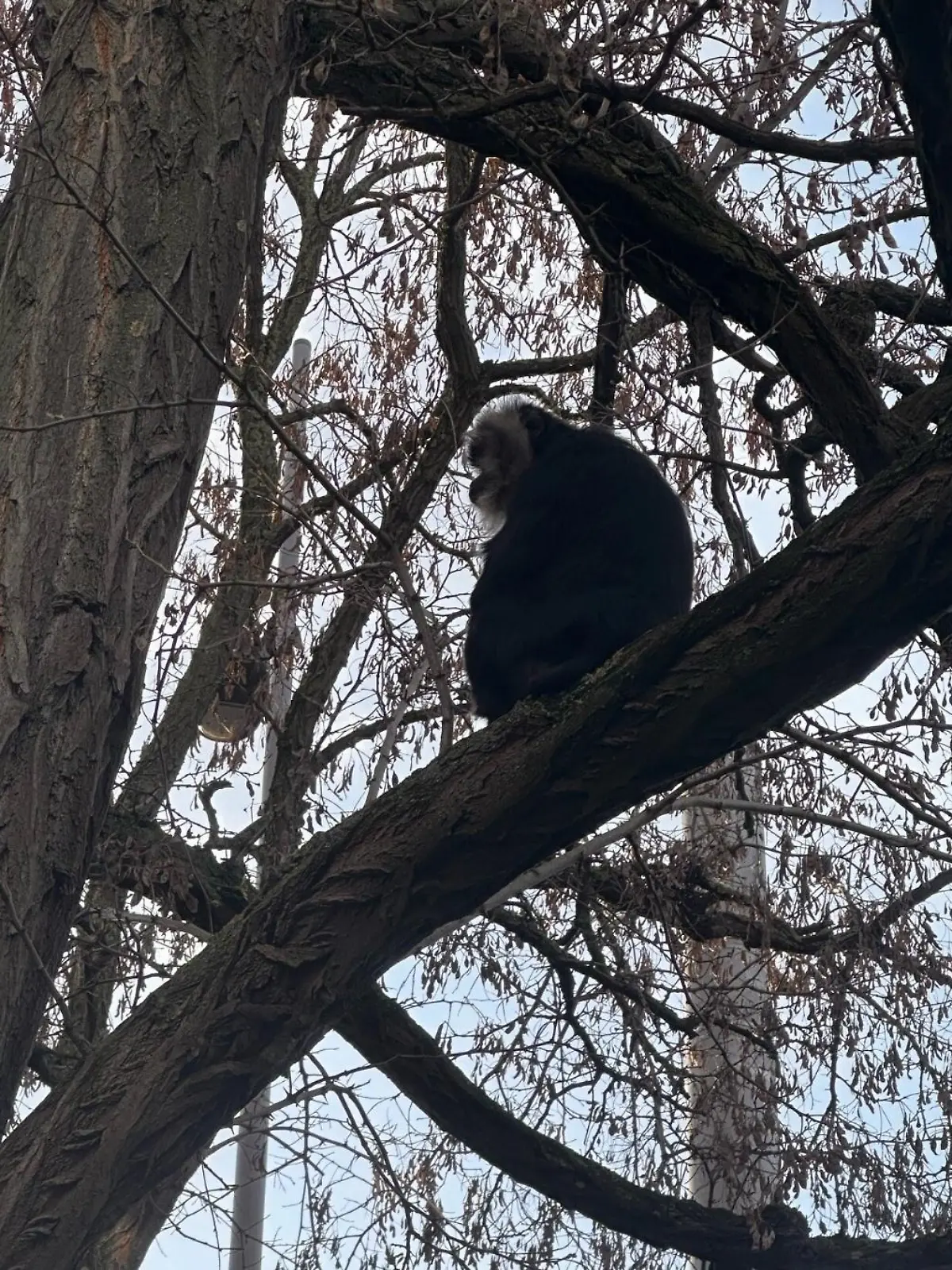 Ein Affe sitzt in einem Baum.