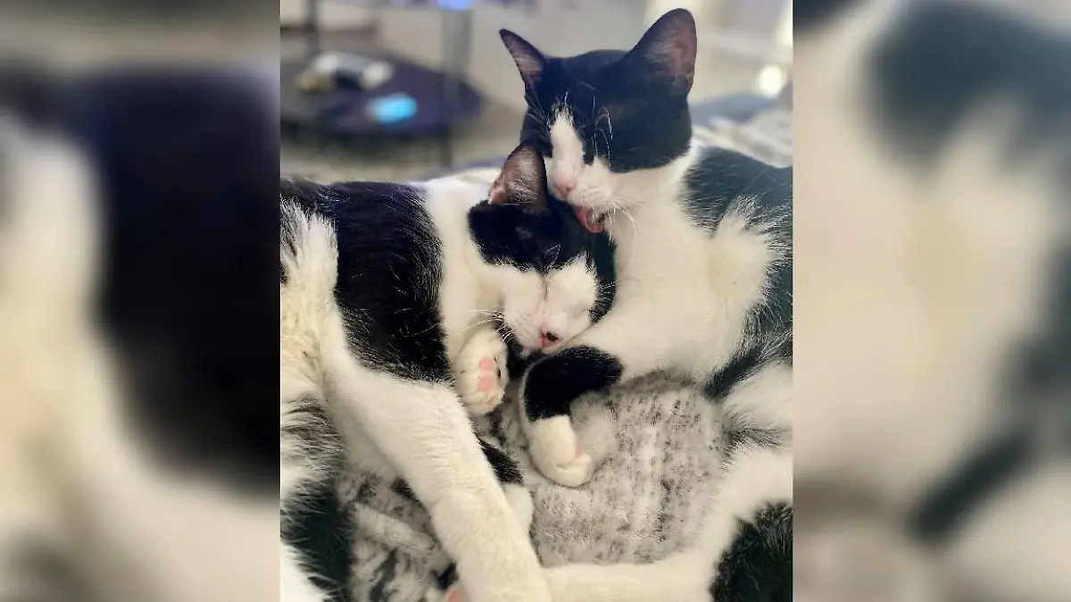 Nimo und Paul, die beiden Kater von Jacqueline E.