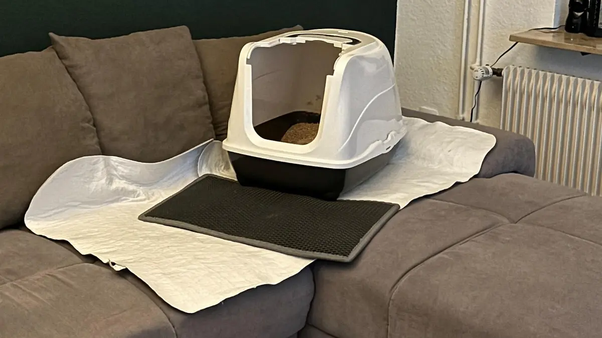 Katzenklo auf Sofa