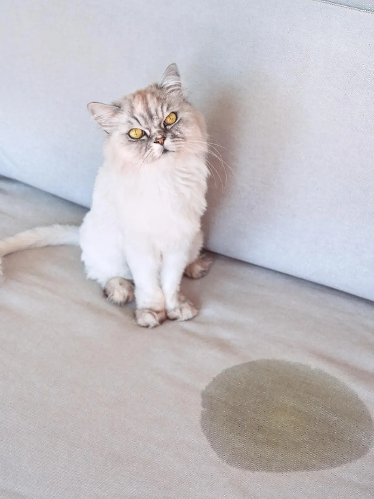 Cat urinating at home. Cat sitting near wet or piss spot on the couch. Cat peeing on sofa. Bad cat behaviour. High quality photo
