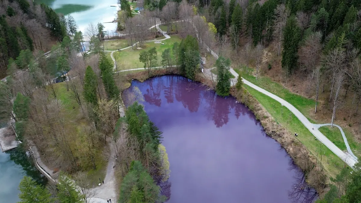 A drone picture shows people walking around the purple-coloured water of the Gipsbruchweiher lake, a rare natural spectacle caused by so-called purple bacteria, near Fuessen, Germany, April 3, 2024. REUTERS/Anja Guder