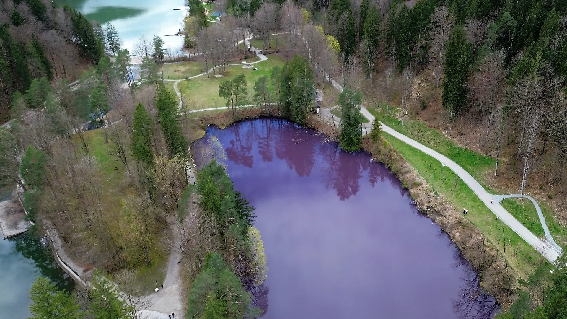 A drone picture shows people walking around the purple-coloured water of the Gipsbruchweiher lake, a rare natural spectacle caused by so-called purple bacteria, near Fuessen, Germany, April 3, 2024.     REUTERS/Anja Guder