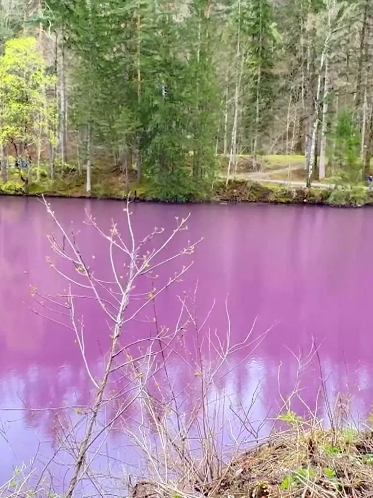 Ein in Lilatönen gefärbter See im Ostallgäu lockt derzeit Schaulustige an. Bakterien verleihen dem sogenannten Gipsbruchweiher bei Füssen (Bayern) die ungewöhnliche Färbung.