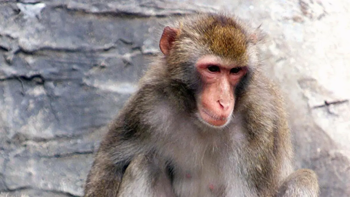 Zwei japanische Makaken drücken sich am 17.8.2000 an einen großen Eisblock, den die Pfleger im Ueno-Zoo in Tokio wegen der großen Hitze in ihrem Gehege aufgestellt haben. Das Thermometer ist in diesen Tagen in der japanischen Hauptstadt auf über 30 Grad gestiegen.