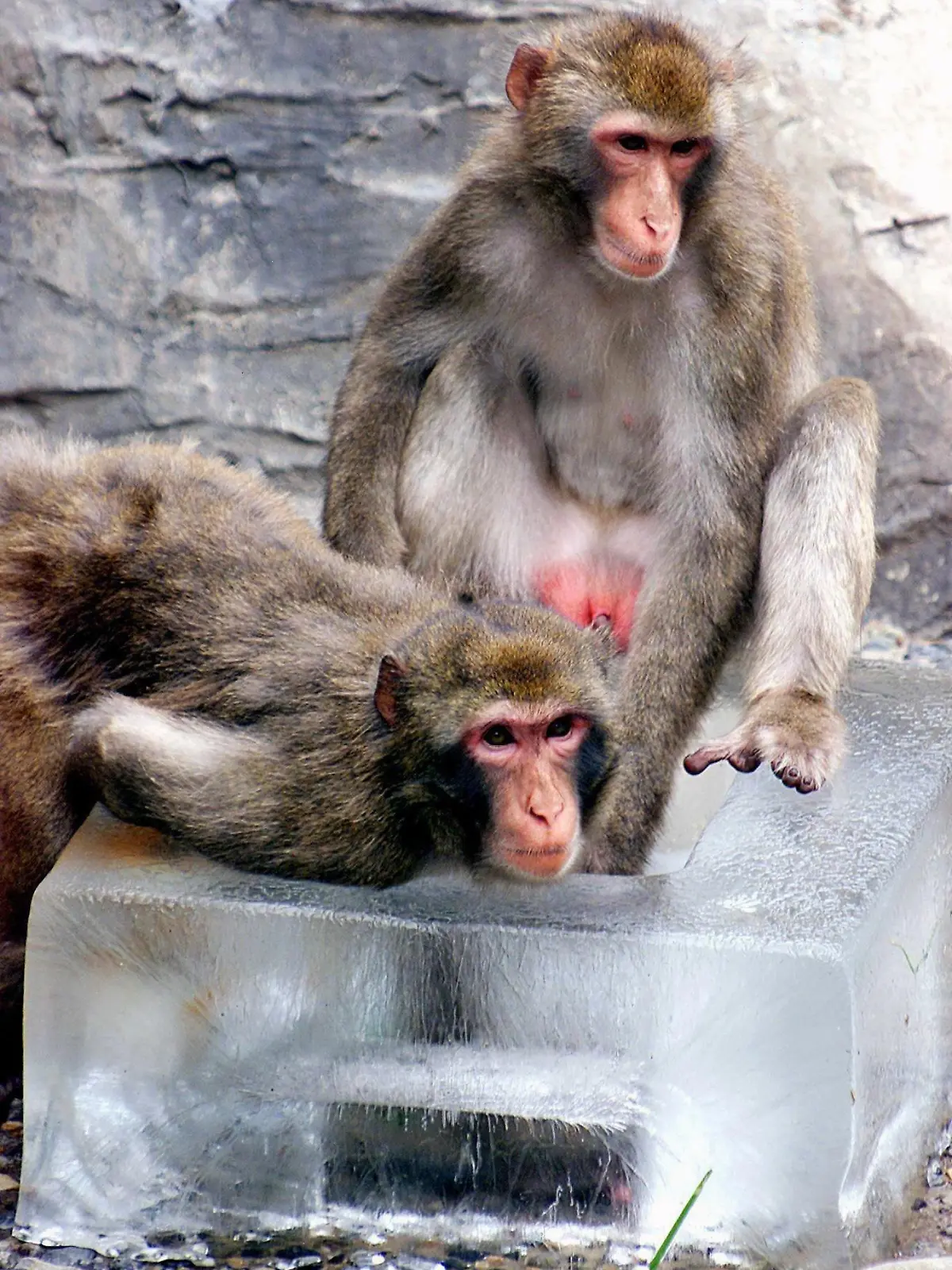 Zwei japanische Makaken drücken sich am 17.8.2000 an einen großen Eisblock, den die Pfleger im Ueno-Zoo in Tokio wegen der großen Hitze in ihrem Gehege aufgestellt haben. Das Thermometer ist in diesen Tagen in der japanischen Hauptstadt auf über 30 Grad gestiegen.
