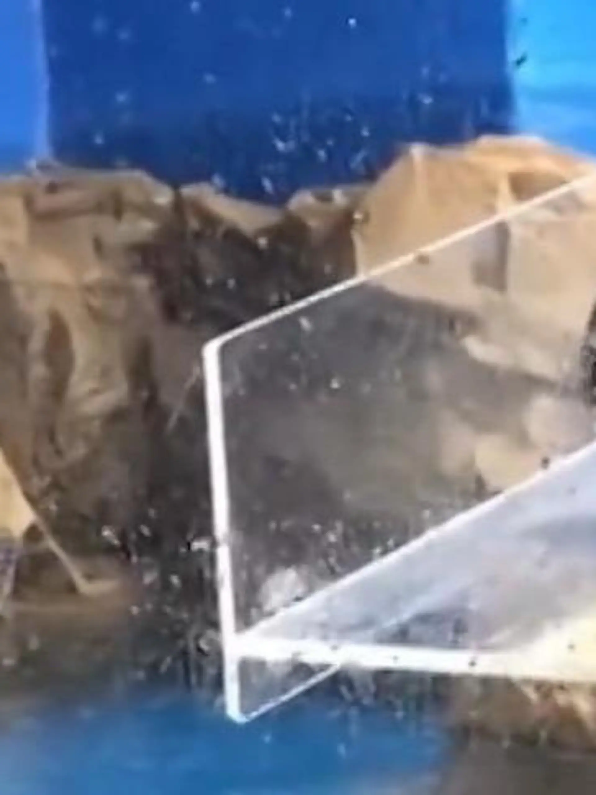 Er watschelt gekonnt ans Wasser, doch dann passierts. 
Der Pinguin rutscht spektakulär aus und wird auch noch von den Zoobesuchern ausgelacht. Die süßen Bilder, zeigen wir im Video. 