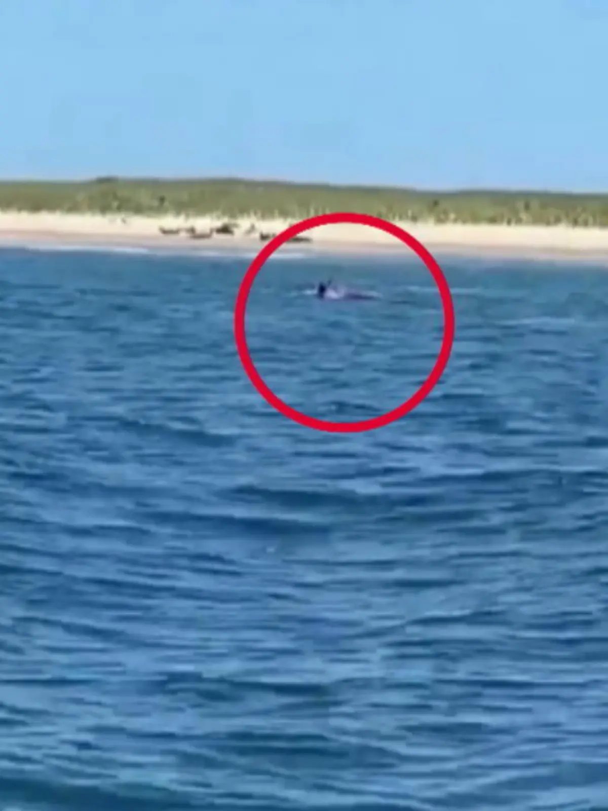 Aufgrund der gestiegenen Robbenpopulation vor der amerikanischen Ostküste trauen sich Haie nun auch immer weiter in Strandnähe. Ein Video zeigt nun, wie der Hai eine Robbe direkt vor dem Strand frisst.