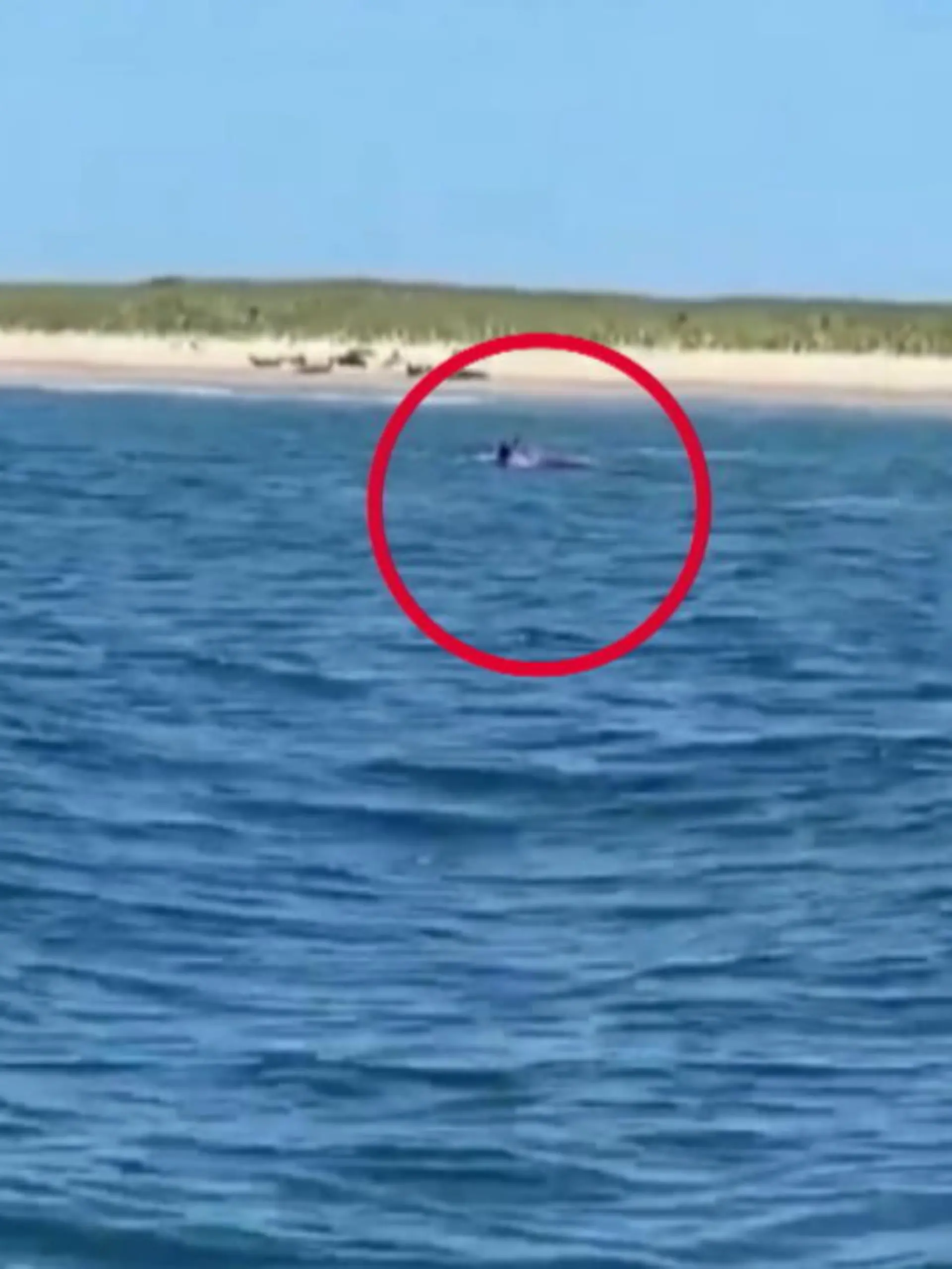 Aufgrund der gestiegenen Robbenpopulation vor der amerikanischen Ostküste trauen sich Haie nun auch immer weiter in Strandnähe. Ein Video zeigt nun, wie der Hai eine Robbe direkt vor dem Strand frisst.