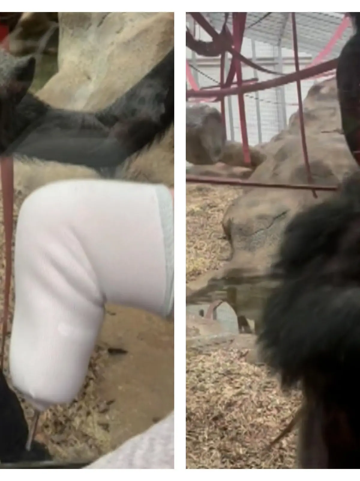 In einem englischen Zoo nimmt ein Besucher seine Beinprothese vor den Augen der Schimpansen ab. Doch die finden das scheinbar gar nicht lustig.