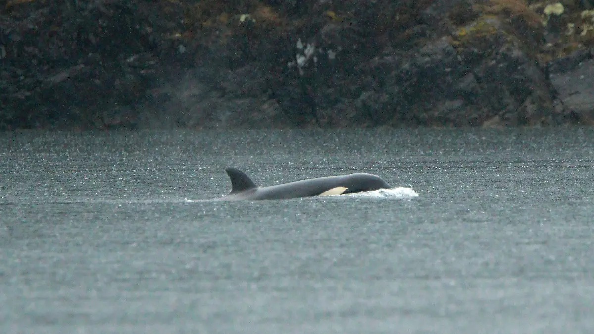 An orphaned Orca calf is shown in a lagoon near Zeballos, B.C., on Tuesday April 2, 2024. The two year-old Orca has been alone in the tidal lagoon near Little Espinosa Inlet since March 23, when its pregnant mother became trapped by the low tide and died on the rocky beach.  (Chad Hipolito/The Canadian Press via AP)