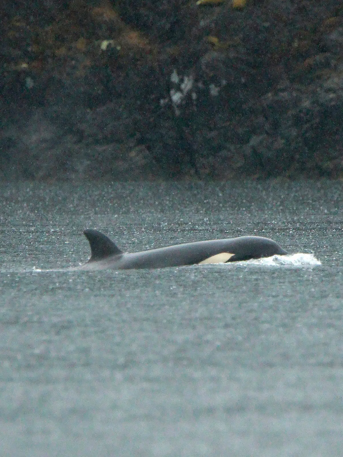 An orphaned Orca calf is shown in a lagoon near Zeballos, B.C., on Tuesday April 2, 2024. The two year-old Orca has been alone in the tidal lagoon near Little Espinosa Inlet since March 23, when its pregnant mother became trapped by the low tide and died on the rocky beach.  (Chad Hipolito/The Canadian Press via AP)