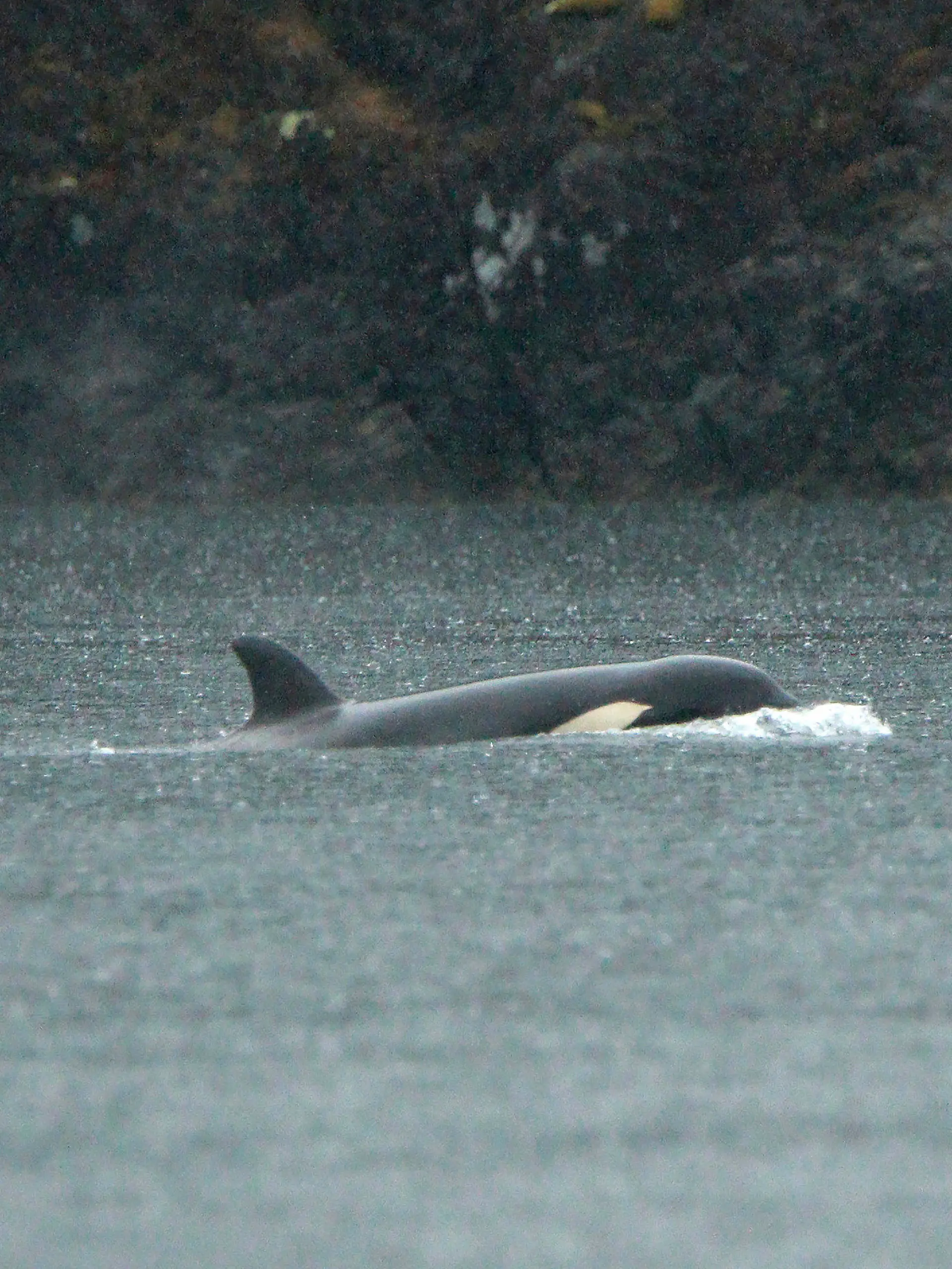 An orphaned Orca calf is shown in a lagoon near Zeballos, B.C., on Tuesday April 2, 2024. The two year-old Orca has been alone in the tidal lagoon near Little Espinosa Inlet since March 23, when its pregnant mother became trapped by the low tide and died on the rocky beach.  (Chad Hipolito/The Canadian Press via AP)