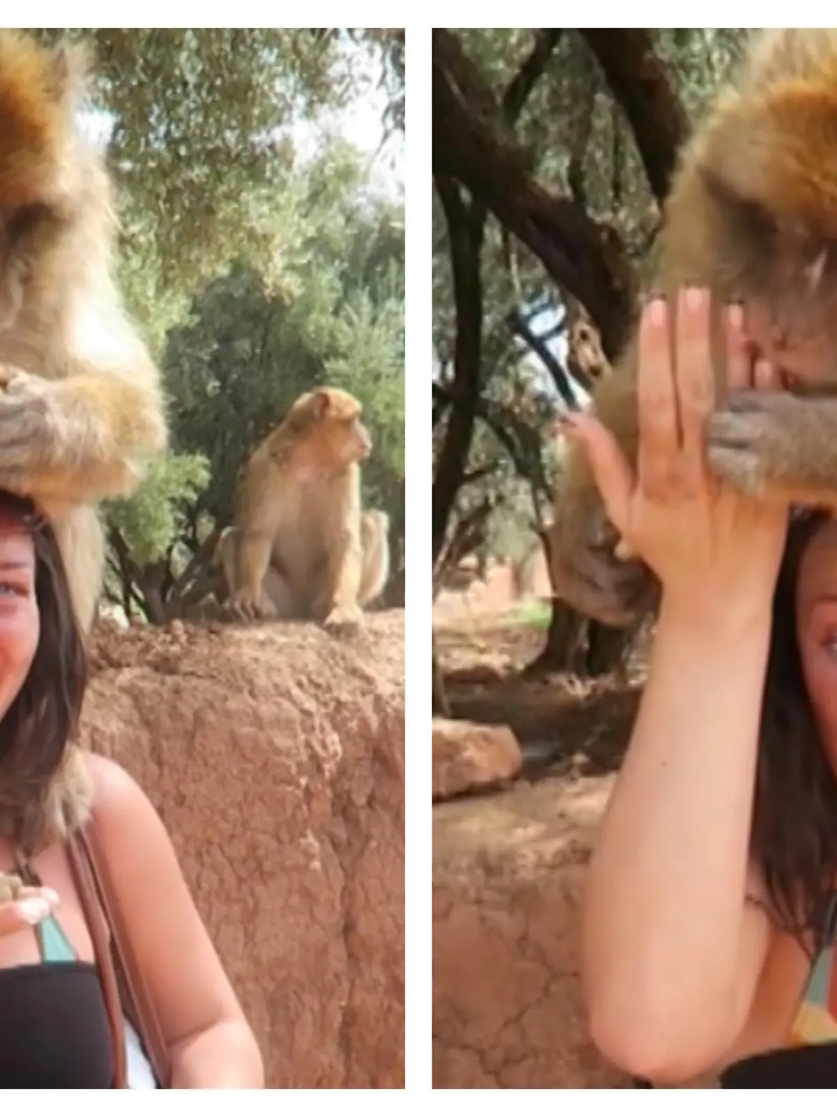 Eine Touristin möchte in Marrakesch einen Affen füttern, doch er scheint ihren Fingernagel mit einer Erdnuss zu verwechseln.