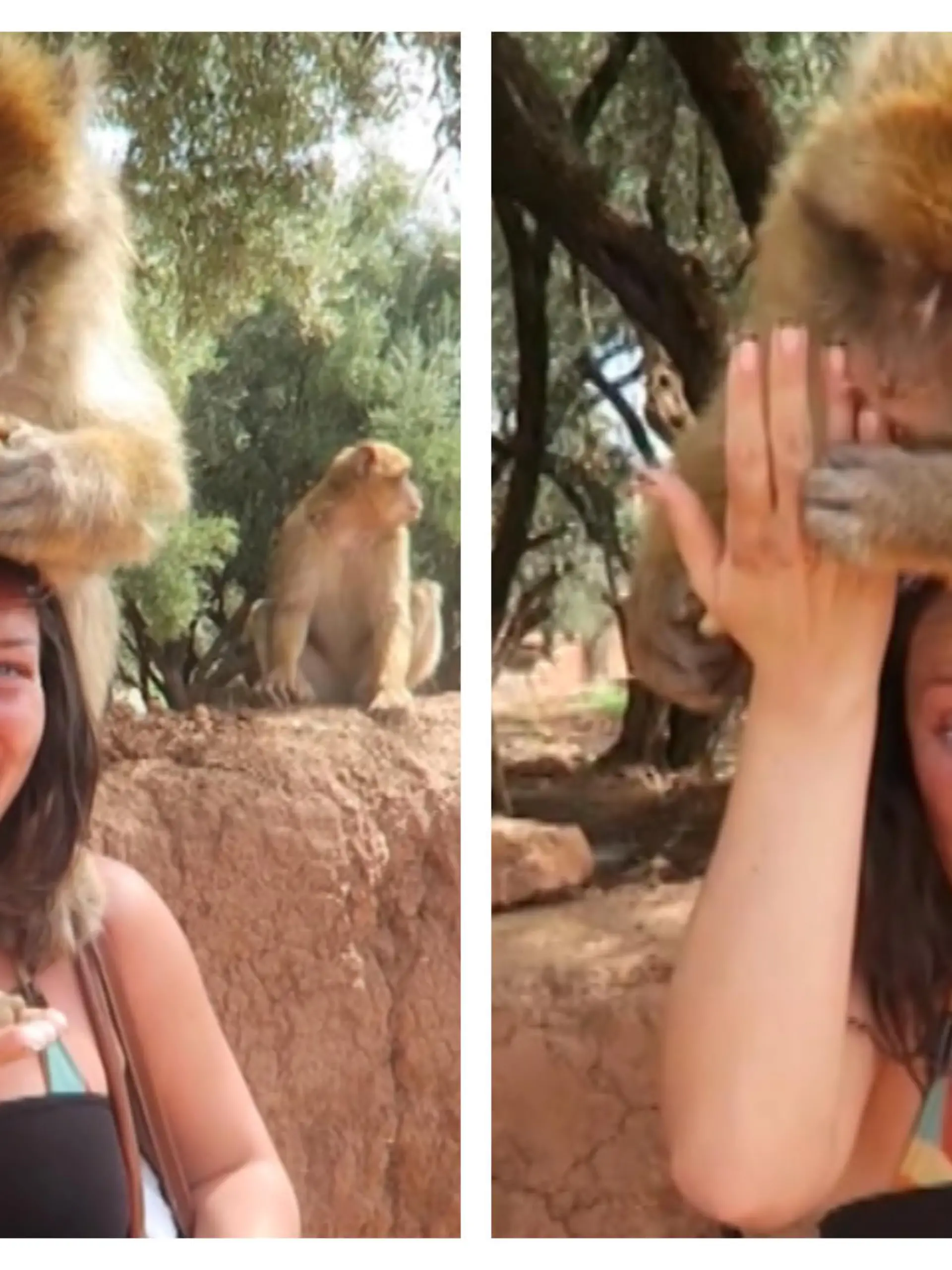 Eine Touristin möchte in Marrakesch einen Affen füttern, doch er scheint ihren Fingernagel mit einer Erdnuss zu verwechseln.