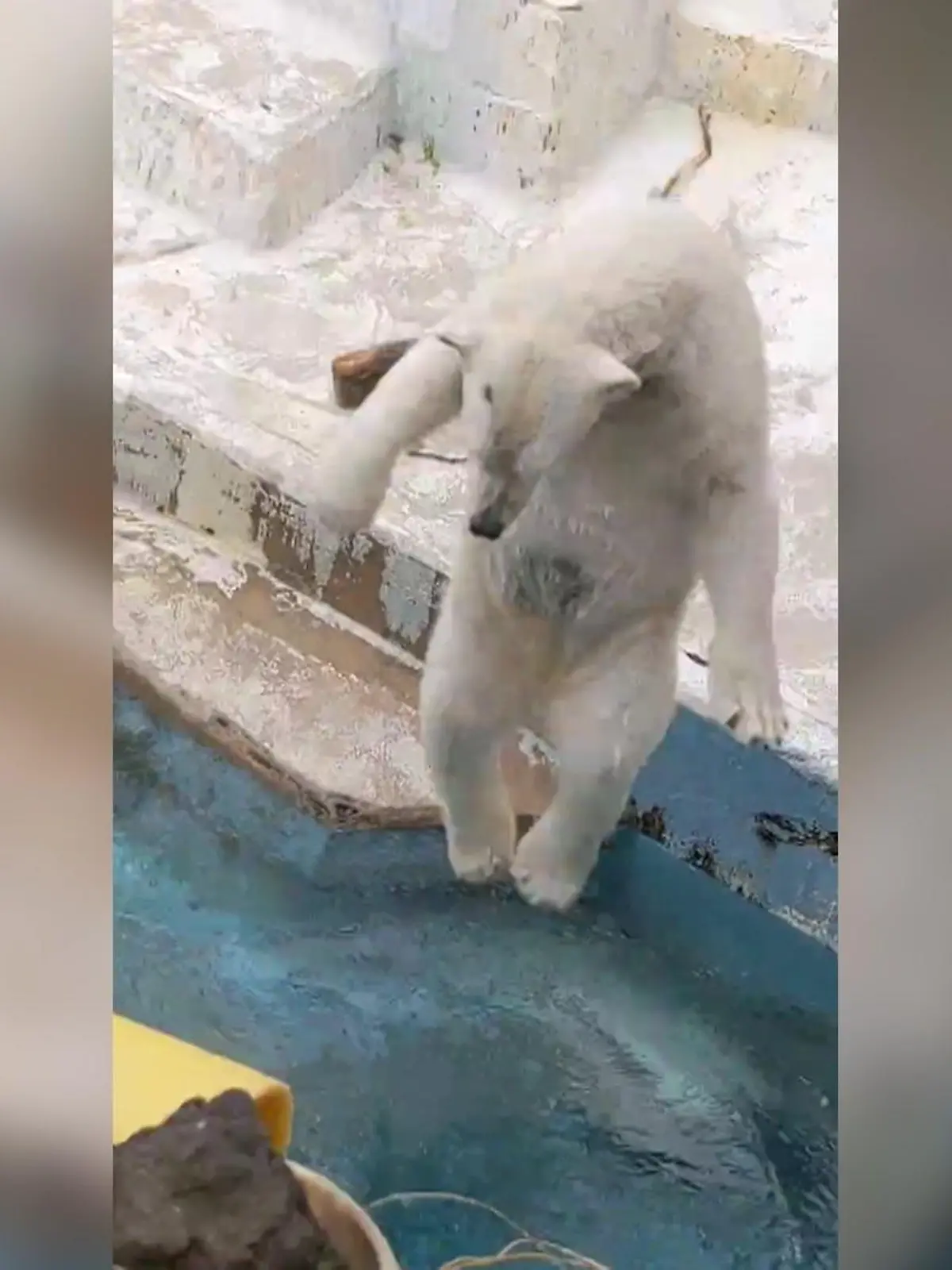Aufgepasst und hingeschaut!

Dieser Eisbär zeigt wie’s richtig geht mit dem Sprung ins Wasser. Im japanischen Zoo Tennoji in Osaka filmen Zoobesucher den Eisbär wie er mit einem orangen Spielzeug hantiert. Als das dann ins Wasser fällt, muss er natürlich hinterher. Und mit welcher Eleganz das passiert, seht ihr im Video!