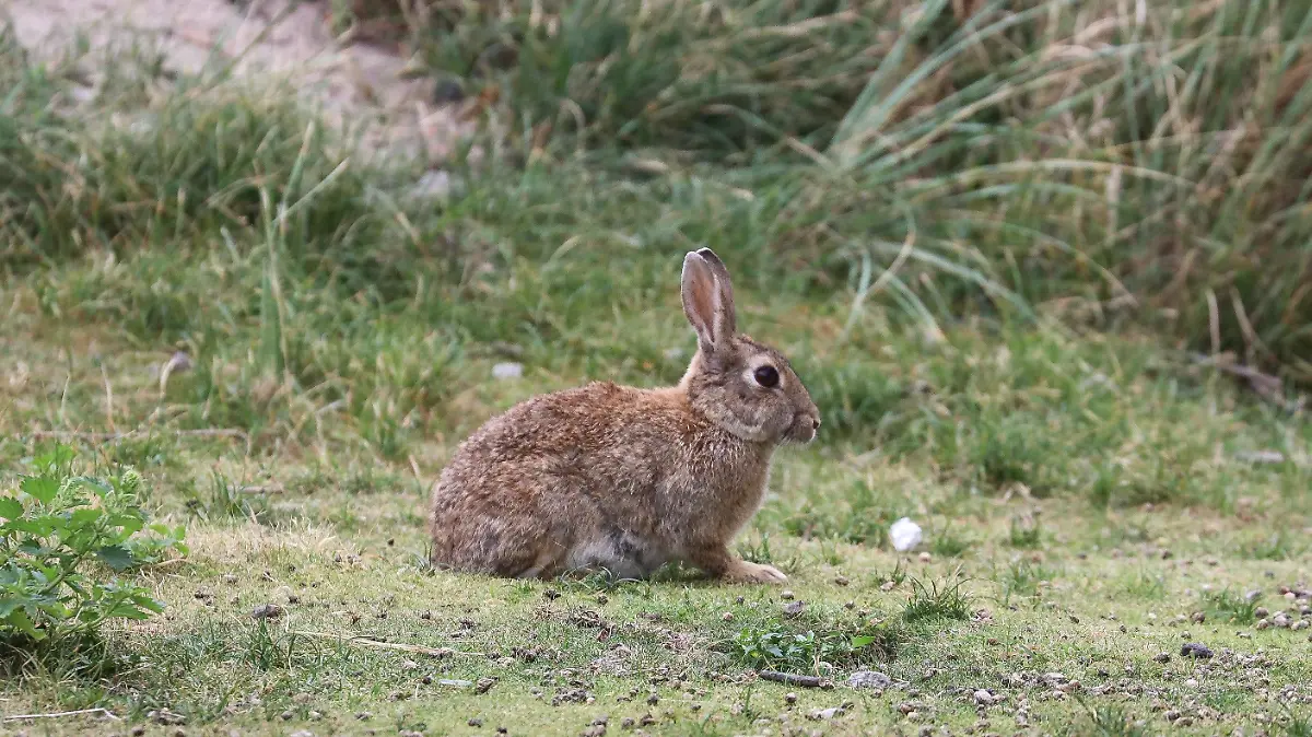 ARCHIV - 17.08.2022, Niedersachsen, Norderney: Ein Kaninchen sitzt an einer Düne. Angesichts einer Kaninchenplage sorgt ein Bürgermeister in Südfrankreich mit einer ungewöhnlichen Kampagne für Wirbel. (zu dpa: «Kaninchenplage in Frankreich - Bürgermeister plakatiert Ragout-Rezept») Foto: Volker Bartels/dpa +++ dpa-Bildfunk +++