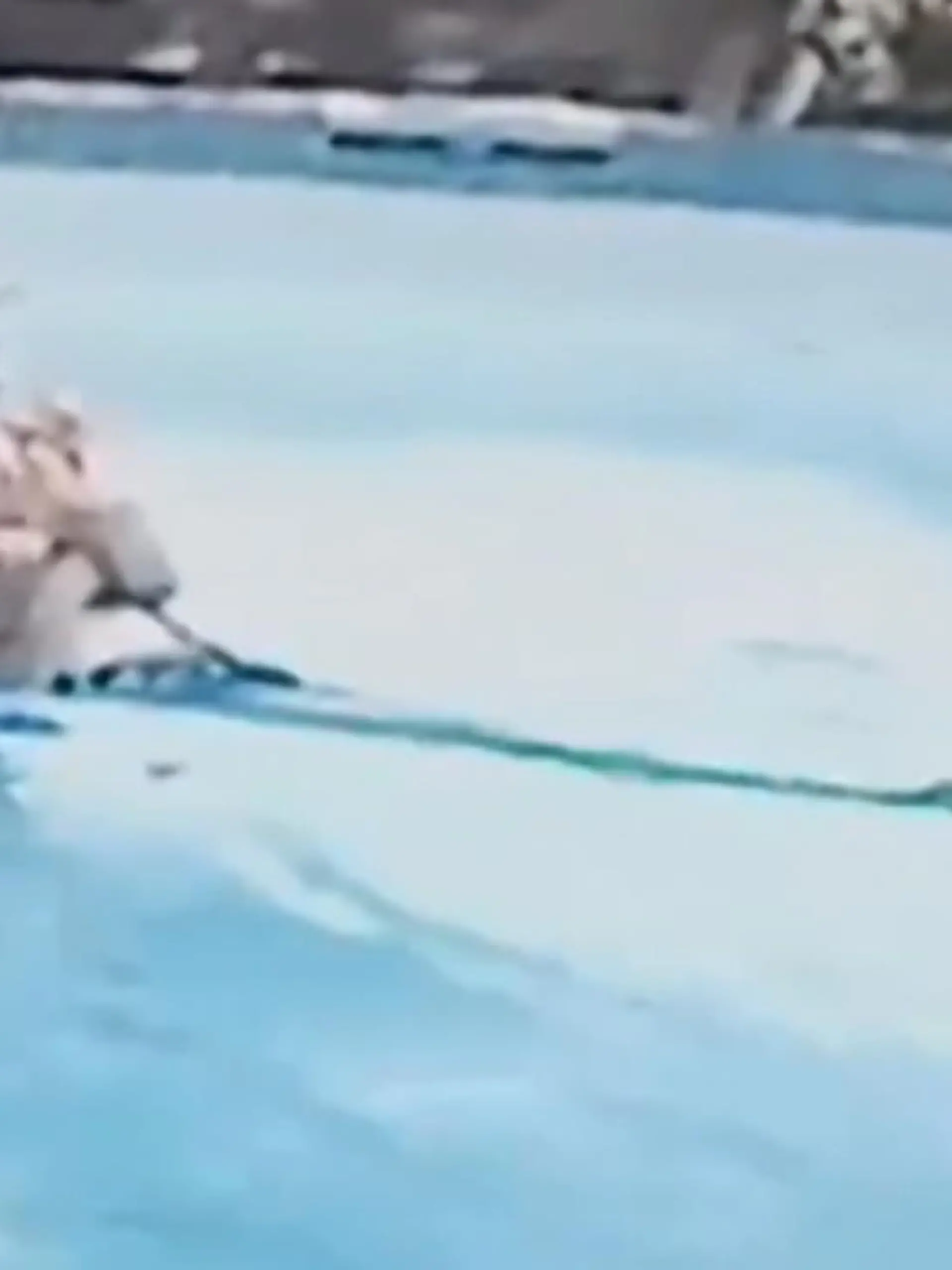 Ein 10-jähriger, unbeaufsichtigter Junge und ein tiefer Pool. Das perfekte Rezept für ein Desaster - könnte man zumindest meinen. Aber hier ist es genau umgekehrt.