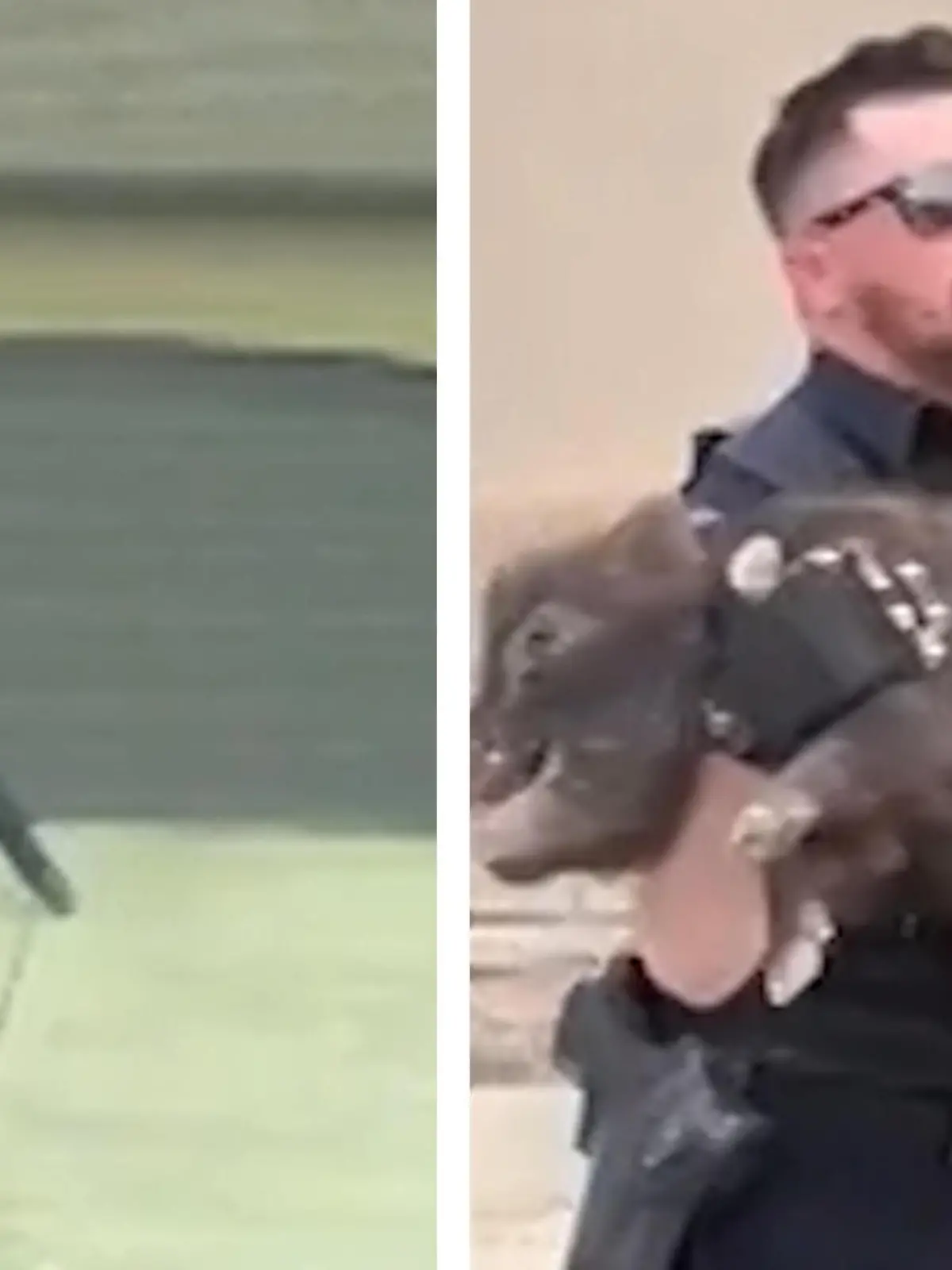 In Utah in den USA wird ein Polizist zu einer ganz besonderen Verfolgungsjagd gerufen. Denn er muss keine Gangster schnappen, sondern ein Schwein! Und das ist gar nicht mal so einfach! Im Video seht ihr die kuriosen Szenen.